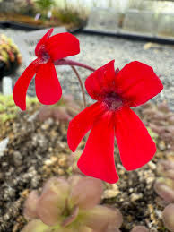Red Butterwort Flower seeds for Planting - Low Maintenance, Heirloom & GMO Free Seeds for Home Garden
