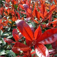 Photinia Serrulata Flower seeds for Planting - Cut Flower Favorite, Heirloom & GMO Free Seeds for Home Garden