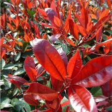 Photinia Serrulata Flower seeds for Planting - Cut Flower Favorite, Heirloom & GMO Free Seeds for Home Garden