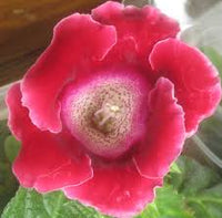 Red Brazilian Gloxinia Flower Seeds for Planting Cut Flower Favorite Heirloom & GMO Free Seeds for Home Garden
 
 Sale