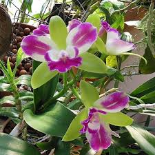Green Cattleya Flower Planting Seeds for Vibrant Blooms