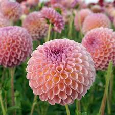 Heirloom Dahlia Flower seeds for Planting Vibrant Colors Heirloom & GMO Free Seeds for Home Garden