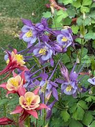 Aquilegia Flower Seeds for Planting - Light Blue & Pink