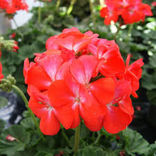 Red Pelargonium Flower Seeds for Planting Shade Tolerant Heirloom & GMO Free Seeds for Home Garden
 
 Sale
