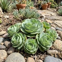 Heirloom Succulent Rose Flower seeds for Planting Cottage Garden Essential Heirloom & GMO Free Seeds for Home Garden
