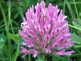 Pink Trifolium or Clover Flower seeds for Planting - Shade Tolerant, Heirloom & GMO Free Seeds for Home Garden