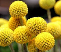 Craspedia Flower seeds for Planting Easy to Grow Heirloom & GMO Free Seeds for Home Garden