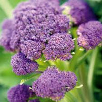 Purple Broccoli Seeds for Planting - Vibrant, Nutritious Vegetable