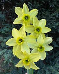 Light Green Narcissus Flower Seeds for Planting Easy to Grow Heirloom & GMO Free Seeds for Home Garden
 
 Sale