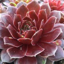 Maroon Jovibarba Flower seeds for Planting - Compact Growth, Heirloom & GMO Free Seeds for Home Garden