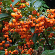 Orange Firethorn Fruit Planting Seeds - Vibrant Color & Wildlife Attraction