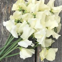 Cream Sweet Pea Flower Seeds for Planting Compact Growth Heirloom & GMO Free Seeds for Home Garden
 
 Sale