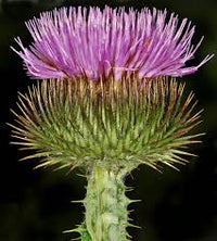 Onopordum Seeds for Thriving Plants - Perfect for Easy Planting