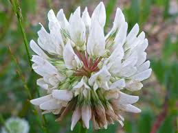 White Trifolium Repens Seeds for Planting - Ideal for Creating Beautiful Lawn Alternatives