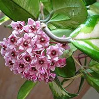 Cream Hoya Flower Seeds for Planting Compact Growth Heirloom & GMO Free Seeds for Home Garden
 
 Sale