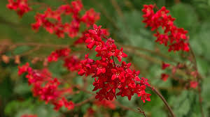 Heirloom Coral Flower seeds for Planting Shade Tolerant Heirloom & GMO Free Seeds for Home Garden