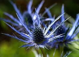 Eryngium Planum Flower seeds for Planting Cut Flower Favorite Heirloom & GMO Free Seeds for Home Garden