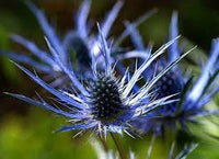 Eryngium Planum Flower seeds for Planting Cut Flower Favorite Heirloom & GMO Free Seeds for Home Garden