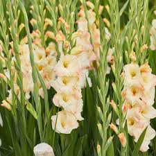 Cream Gladiolus Flower Seeds for Planting Fragrant Blossoms Heirloom & GMO Free Seeds for Home Garden
 
 Sale