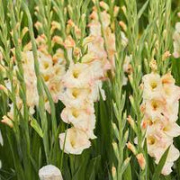 Cream Gladiolus Flower Seeds for Planting Fragrant Blossoms Heirloom & GMO Free Seeds for Home Garden
 
 Sale