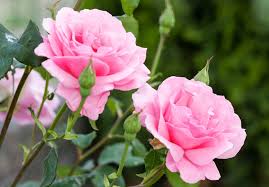 Baby Pink Rose for Planting NonGMO Heirloom Garden Seeds for Growing Beautiful Flowers Shade Tolerant 
 
 Sale