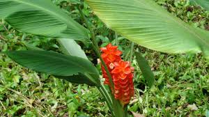 Curcuma Orange Flower Planting Seeds  Vibrant Garden Color