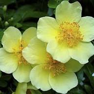 Xanthina Rose Flower seeds for Planting Wildflower Mix Heirloom & GMO Free Seeds for Home Garden