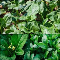 Green Kai-LAN Seeds for Home Planting