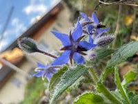 Heirloom Borago Officinalis Flower seeds for Planting Hardy Variety Heirloom & GMO Free Seeds for Home Garden