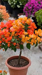 Pink Yellow Bougainvillea Seeds Flower seeds for Planting Colorful Display Heirloom & GMO Free Seeds for Home Garden