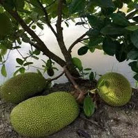 Massive Jackfruit Seeds for Easy Planting and Abundant Fruits