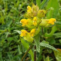Rattle Flower seeds for Planting Long Bloom Season Heirloom & GMO Free Seeds for Home Garden