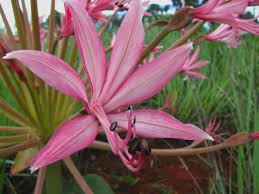 Pink Chandelier Flower seeds for Planting Easy to Grow Heirloom & GMO Free Seeds for Home Garden