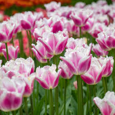 Pink White Tulip Flower seeds for Planting - Fragrant Blossoms, Heirloom & GMO Free Seeds for Home Garden