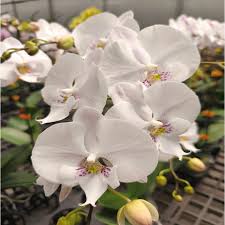 White Phalaenopsis Orchid Seeds for Easy Planting