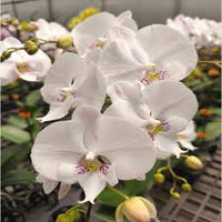 White Phalaenopsis Orchid Seeds for Easy Planting