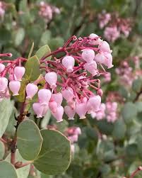 Elevate Your Outdoors with Whiteleaf Manzanita Planting  Seed for Stunning Shrubbery