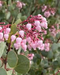 Elevate Your Outdoors with Whiteleaf Manzanita Planting  Seed for Stunning Shrubbery