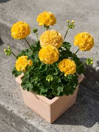 Yellow Mix Pelargonium Peltatum Flower Seeds for Planting Garden Favorite Heirloom & GMO Free Seeds for Home Garden  Sale