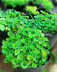Dichondra Flower seeds for Planting - Cottage Garden Essential, Heirloom & GMO Free Seeds for Home Garden
