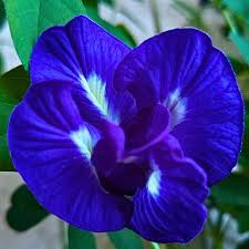 Blue Clitoria Flower seeds for Planting - Vibrant Colors, Heirloom & GMO Free Seeds for Home Garden