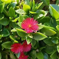 Aptenia Flower seeds for Planting Cottage Garden Essential Heirloom & GMO Free Seeds for Home Garden
