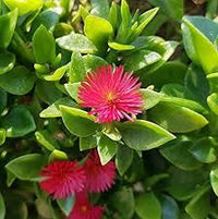 Aptenia Flower seeds for Planting Cottage Garden Essential Heirloom & GMO Free Seeds for Home Garden