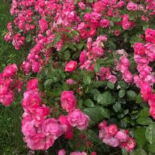 Floribunda Flower seeds for Planting - Sun Loving, Heirloom & GMO Free Seeds for Home Garden