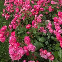 Floribunda Flower seeds for Planting - Sun Loving, Heirloom & GMO Free Seeds for Home Garden