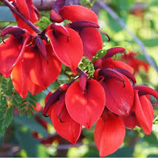 Dark Orange Erythrina Crista Galli Flower seeds for Planting - Cut Flower Favorite, Heirloom & GMO Free Seeds for Home Garden