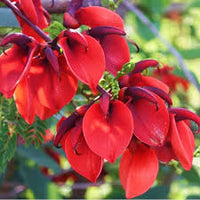 Dark Orange Erythrina Crista Galli Flower seeds for Planting - Cut Flower Favorite, Heirloom & GMO Free Seeds for Home Garden