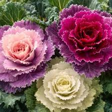 Violet Red Brassica Oleracea Flower Seeds for Planting Cut Flower Favorite Heirloom & GMO Free Seeds for Home Garden
 
 Sale