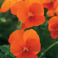Orange Viola Sorbet Flower seeds for Planting - Fragrant Blossoms, Heirloom & GMO Free Seeds for Home Garden