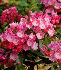 Pink Kalmia Flower seeds for Planting - Premium Quality, Heirloom & GMO Free Seeds for Home Garden